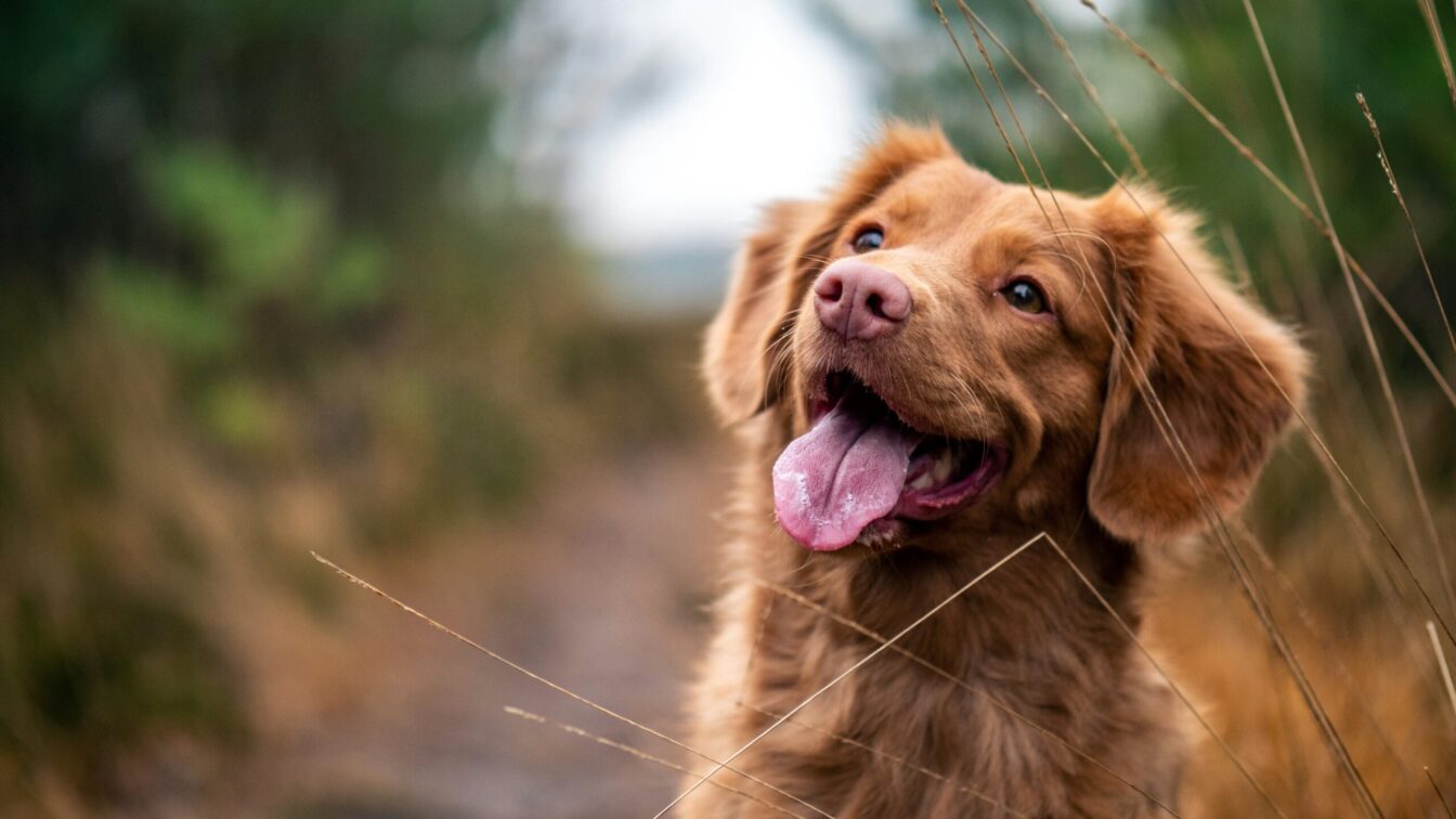 Brauner Hund im Wald