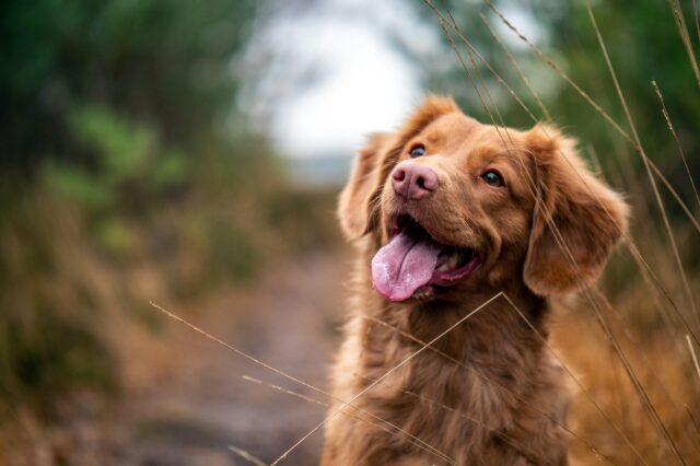 Brauner Hund im Wald