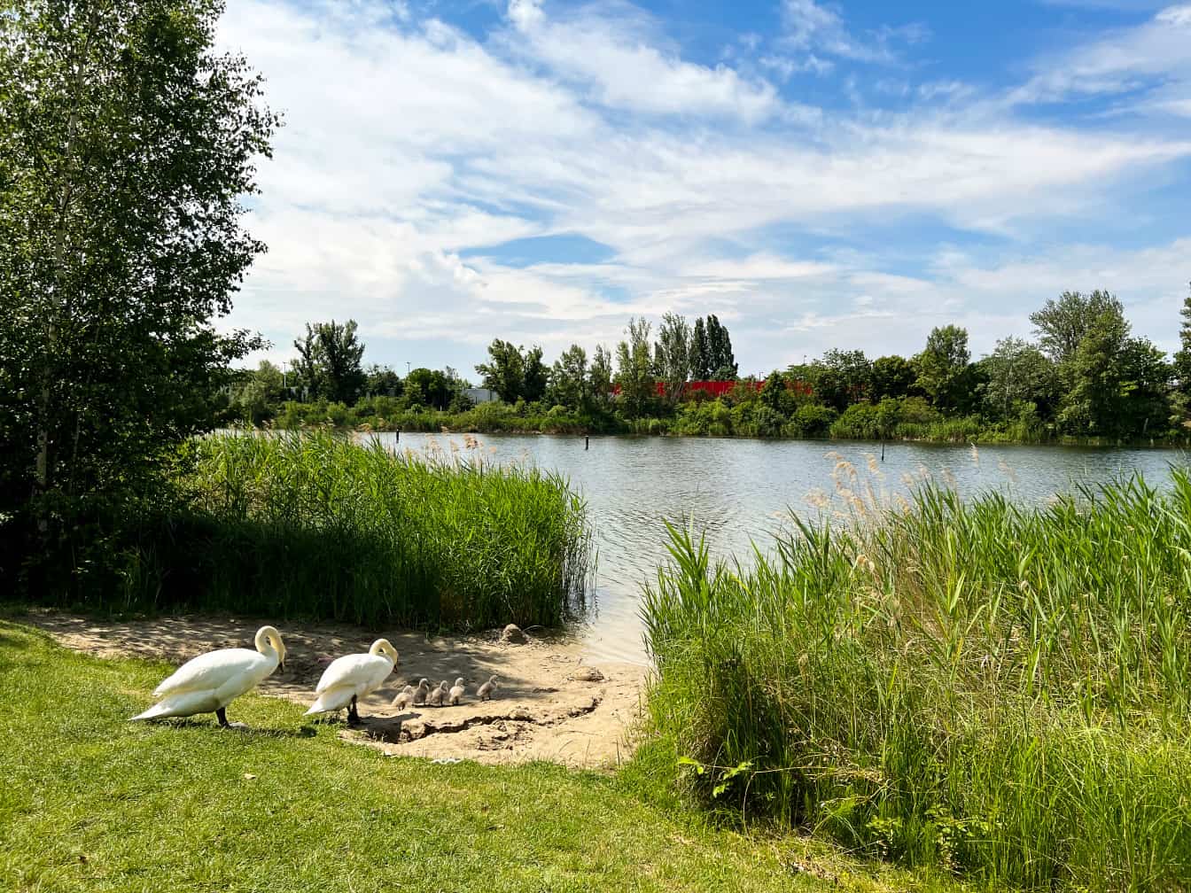 Badeplätze Wien Strombucht