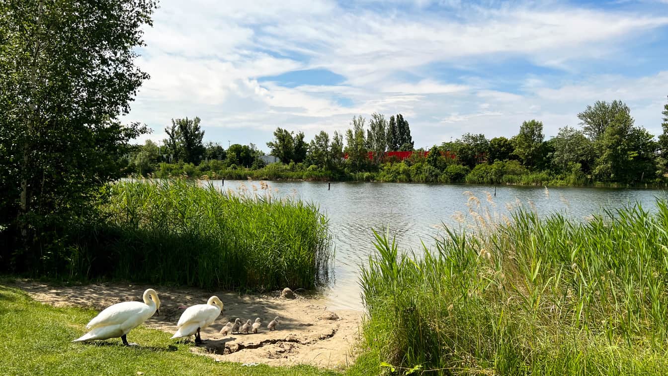 Naturbadeplätze Wien Strombucht