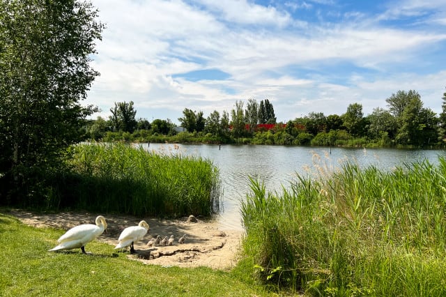 Naturbadeplätze Wien Strombucht
