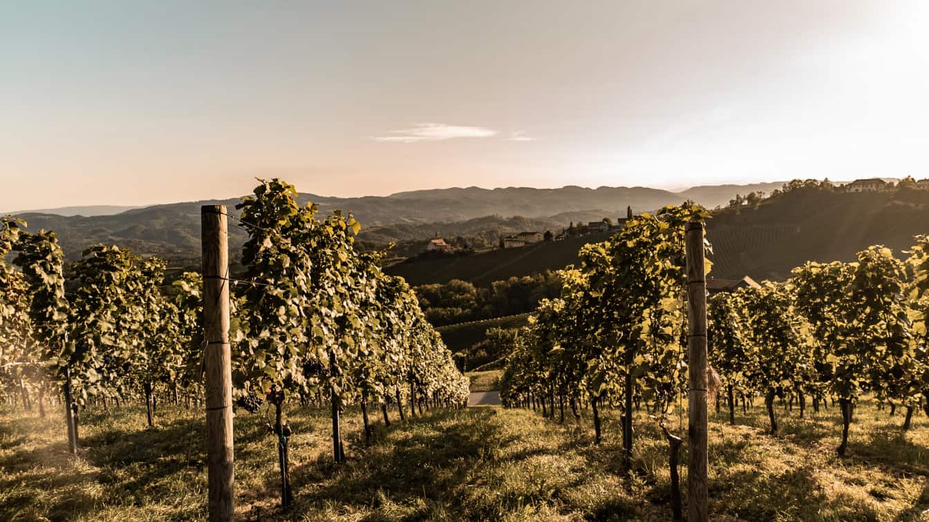 Weinberge in der Steiermark