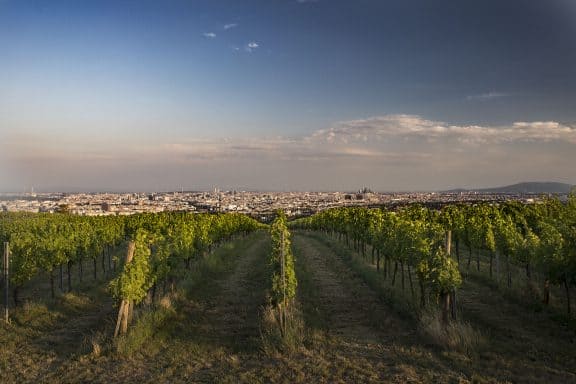 Wieninger am Nussberg Heuriger Wien Aussicht