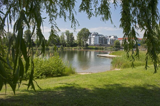 grüne Wiesen, Schilf und Bäume rund um den Naturbadeplatz Strombucht in Wien