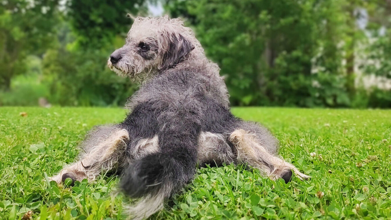 Ausflüge Hund Wien