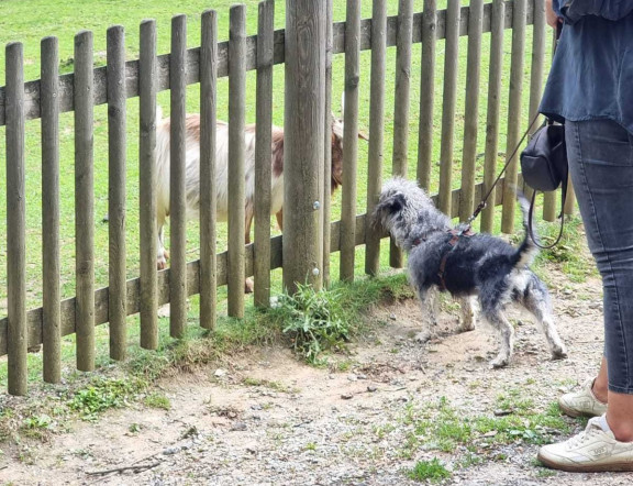 Tierwelt Herberstein