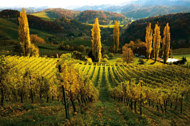 Weinwandern Steiermark