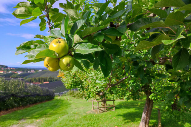 Steirische Apfelstraße