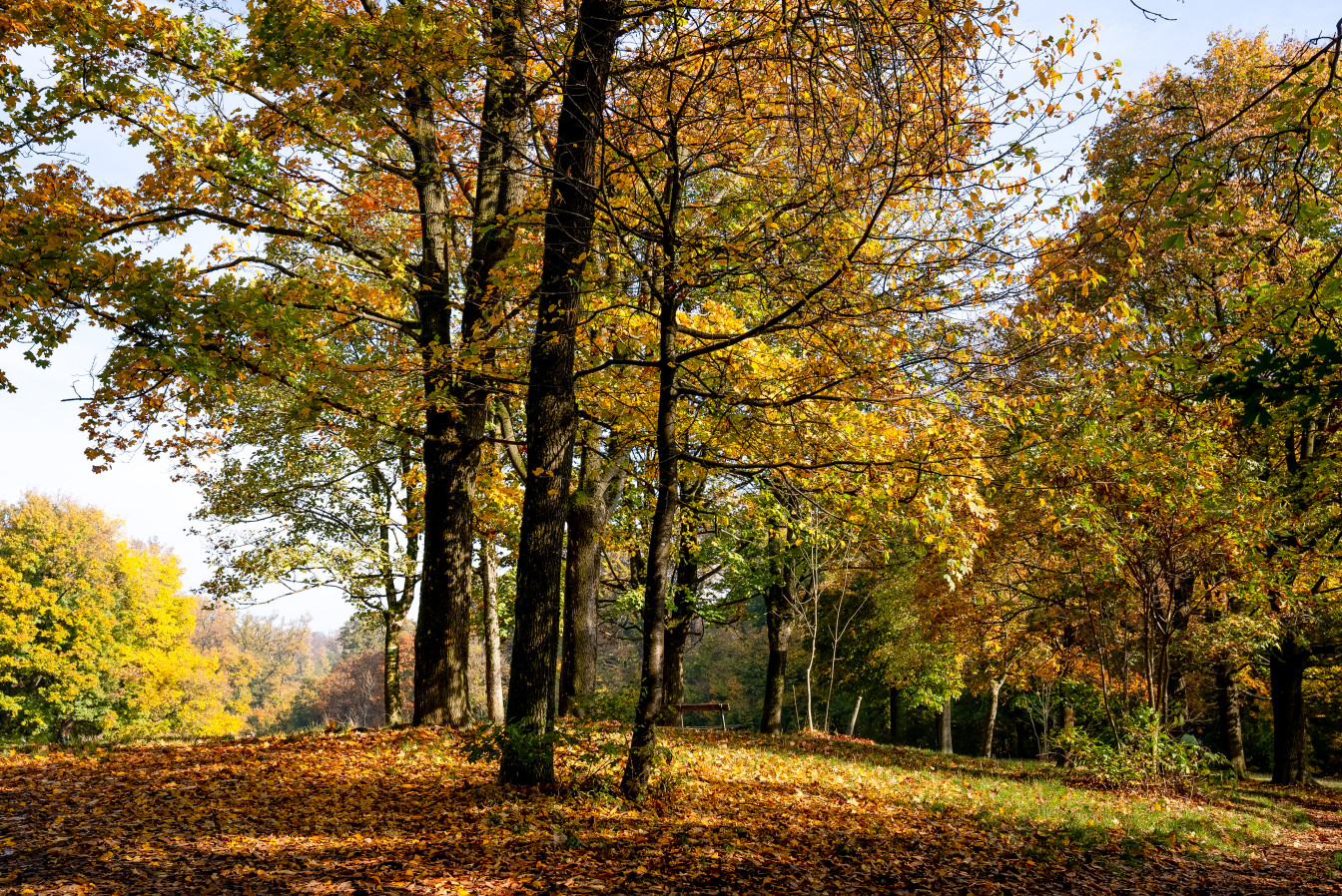 Herbst Spaziergänge Wien