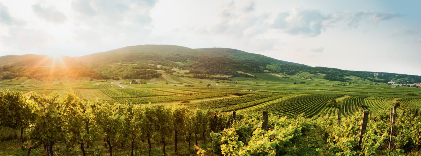 Gumpoldskirchen Weinberge
