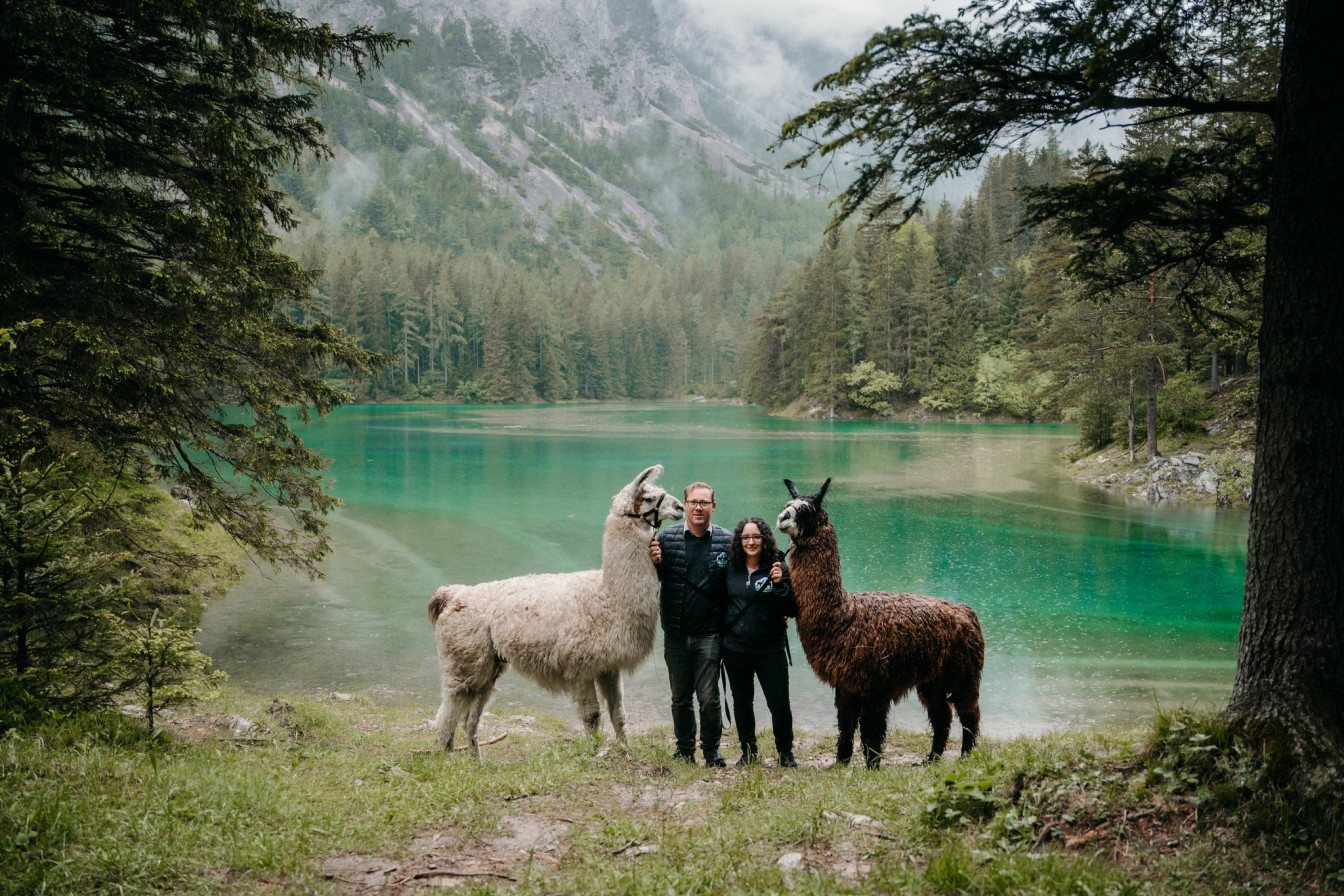 Alpakas und Lamas zum Grünen See