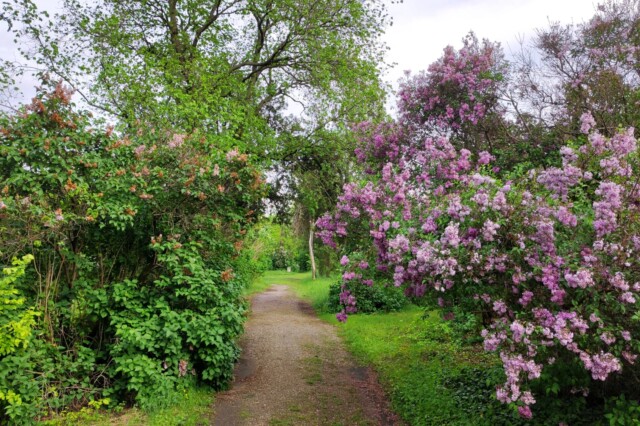 Flieder Frühling Friedhof St. Marx
