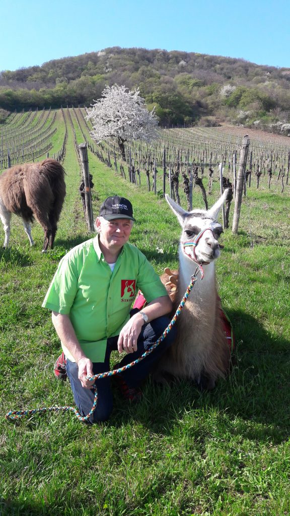 Stricks Lamas Donnerskirchen