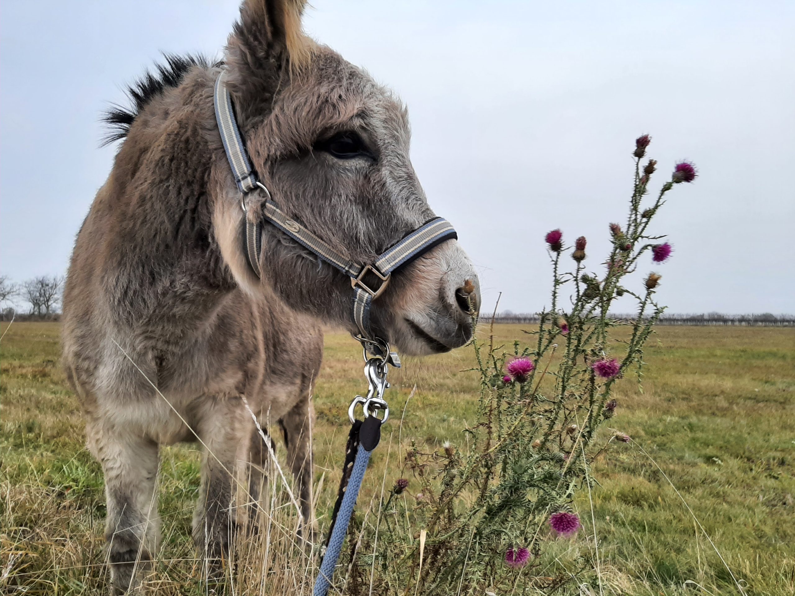 Theresel – wandern mit Eseln