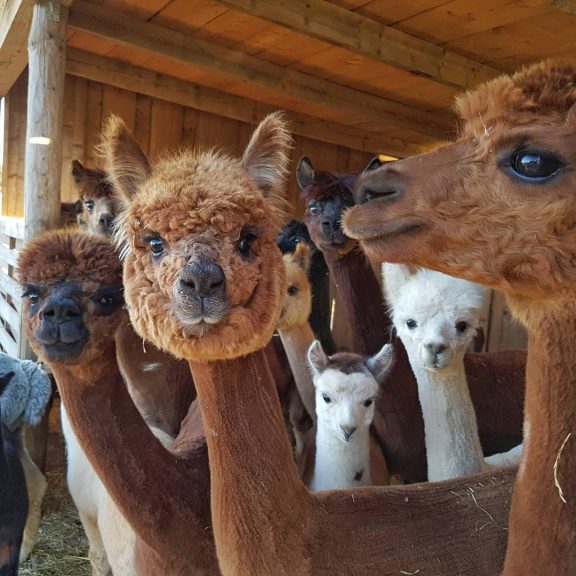 Alpaka Bauernhof Geiblinger