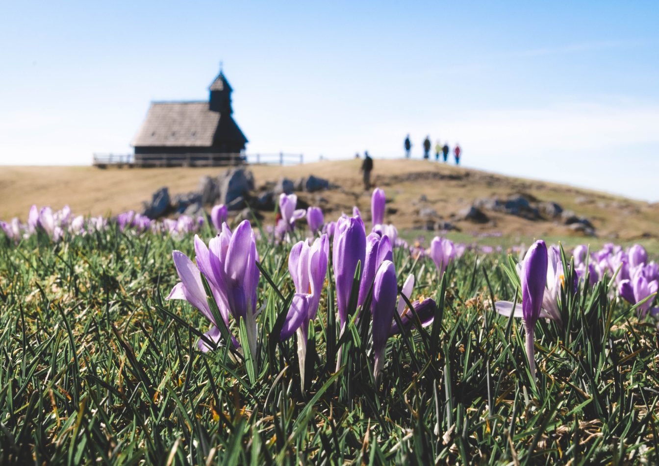 Krokusblüte in Slowenien auf der Velika Planina