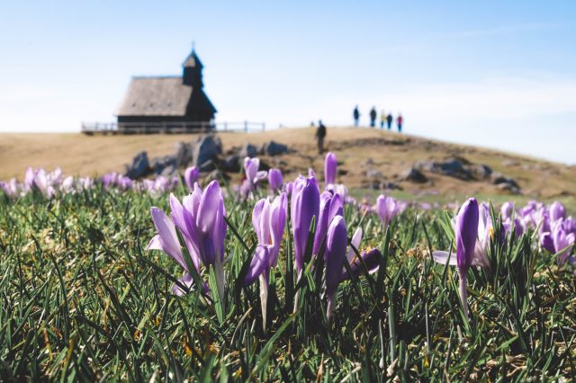 Krokusblüte in Slowenien auf der Velika Planina