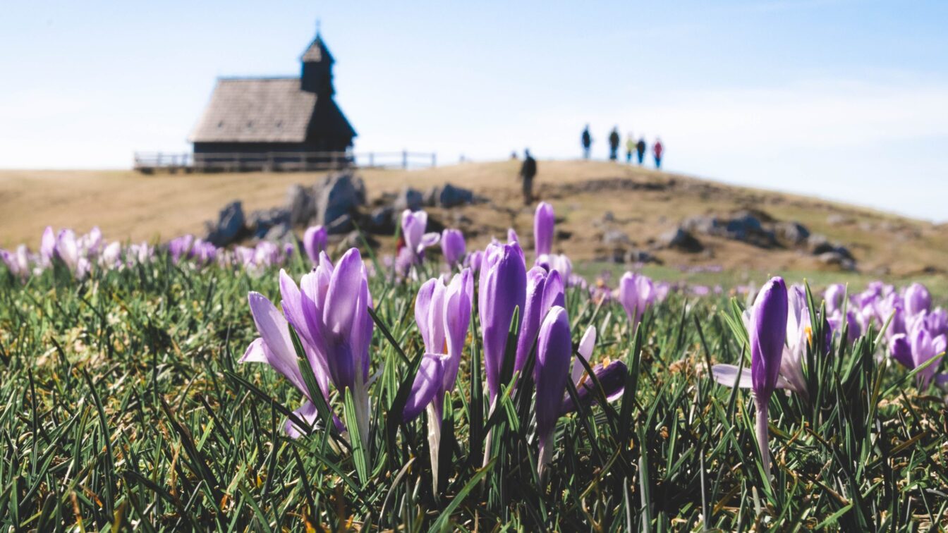 Krokusblüte in Slowenien auf der Velika Planina
