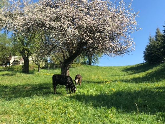 Gasthaus Lachinger Oberösterreich