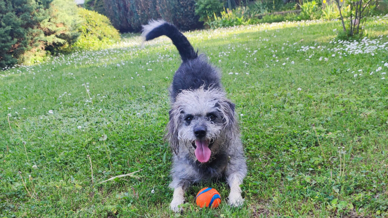Hund Wien