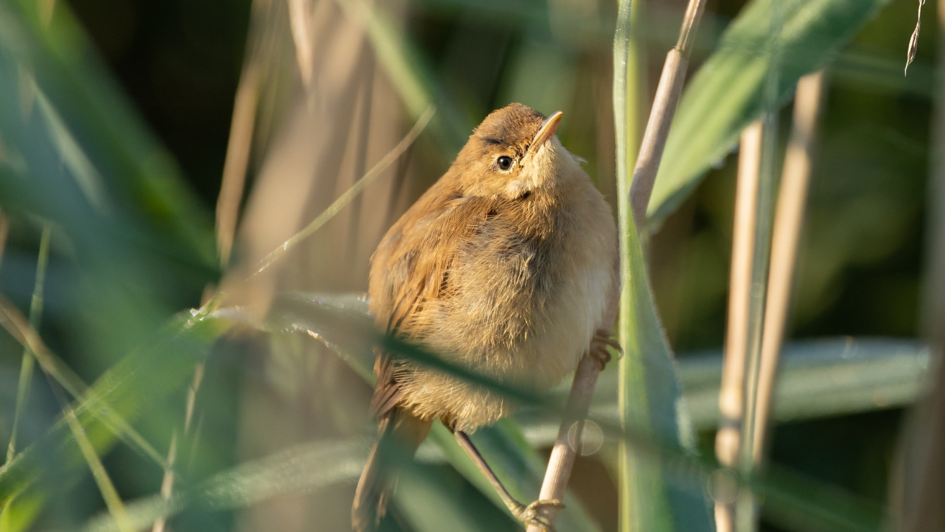 Schimpfen wie ein Rohrspatz