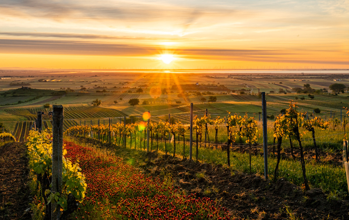 Urlaub Neusiedler See