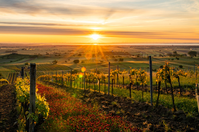 Urlaub Neusiedler See