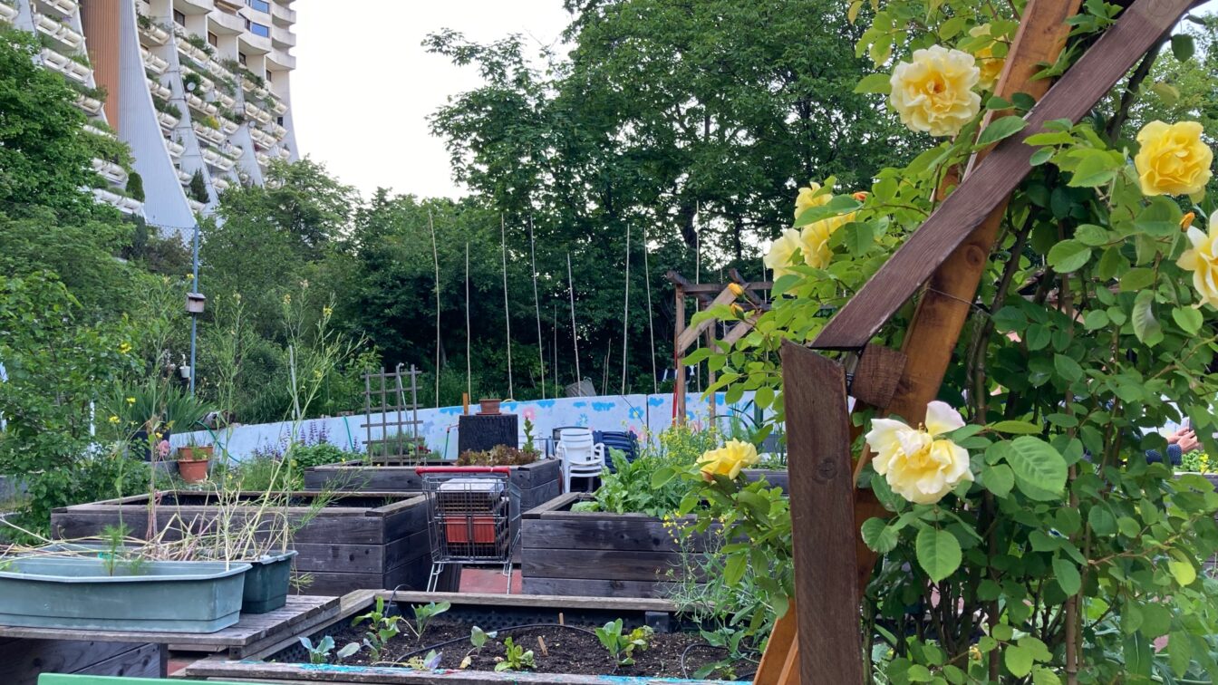 eine Urban Gardening Fläche mit Beeten und Pflanzen in Alterlaa in Wien