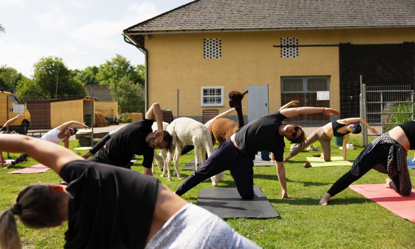 Alpaka Yoga bei Schlierwandalpakas