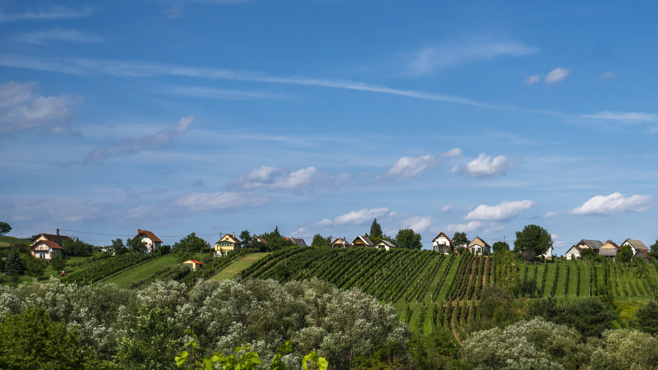 Blick auf eine sanft hügelige Landschaft im Südburgenland mit Weinreben in ordentlichen Reihen und kleinen Weinkellern oder Häusern am Hang unter einem blauen Himmel mit einigen Wolken