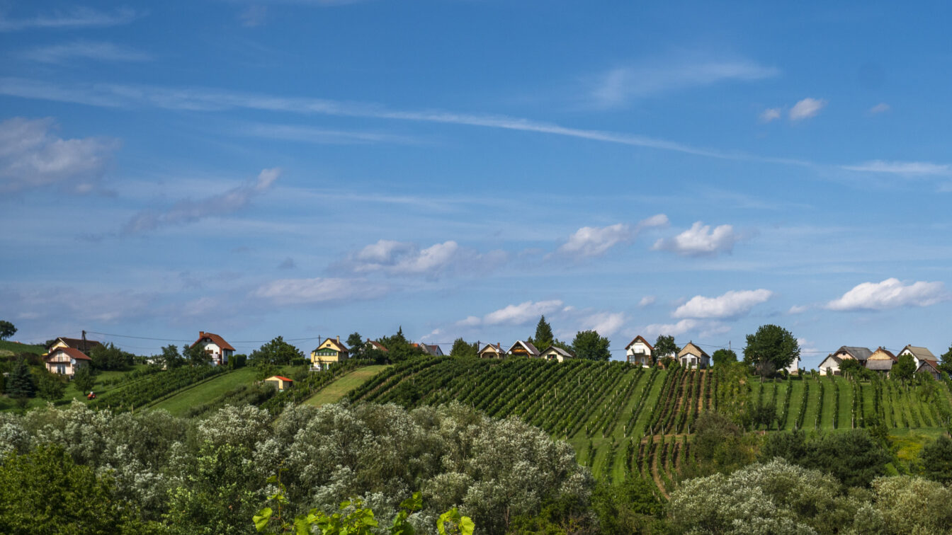 Blick auf eine sanft hügelige Landschaft im Südburgenland mit Weinreben in ordentlichen Reihen und kleinen Weinkellern oder Häusern am Hang unter einem blauen Himmel mit einigen Wolken