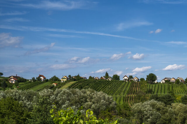 Blick auf eine sanft hügelige Landschaft im Südburgenland mit Weinreben in ordentlichen Reihen und kleinen Weinkellern oder Häusern am Hang unter einem blauen Himmel mit einigen Wolken