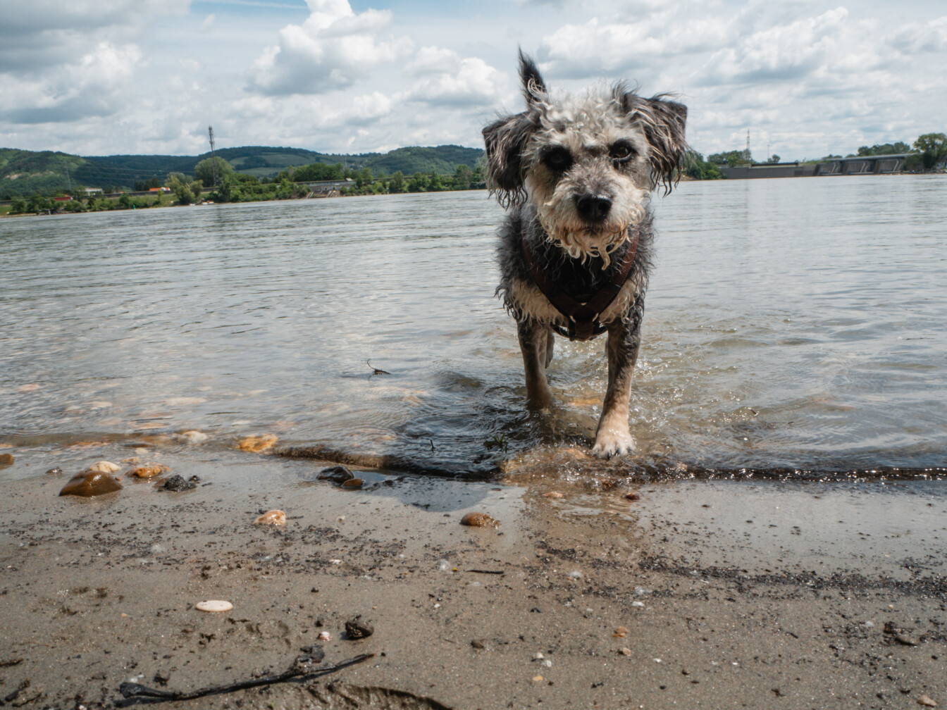 Badeplätze Hunde