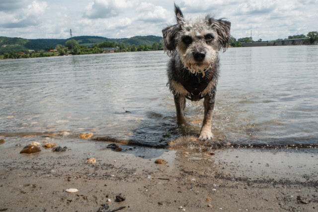 Badeplätze Hunde