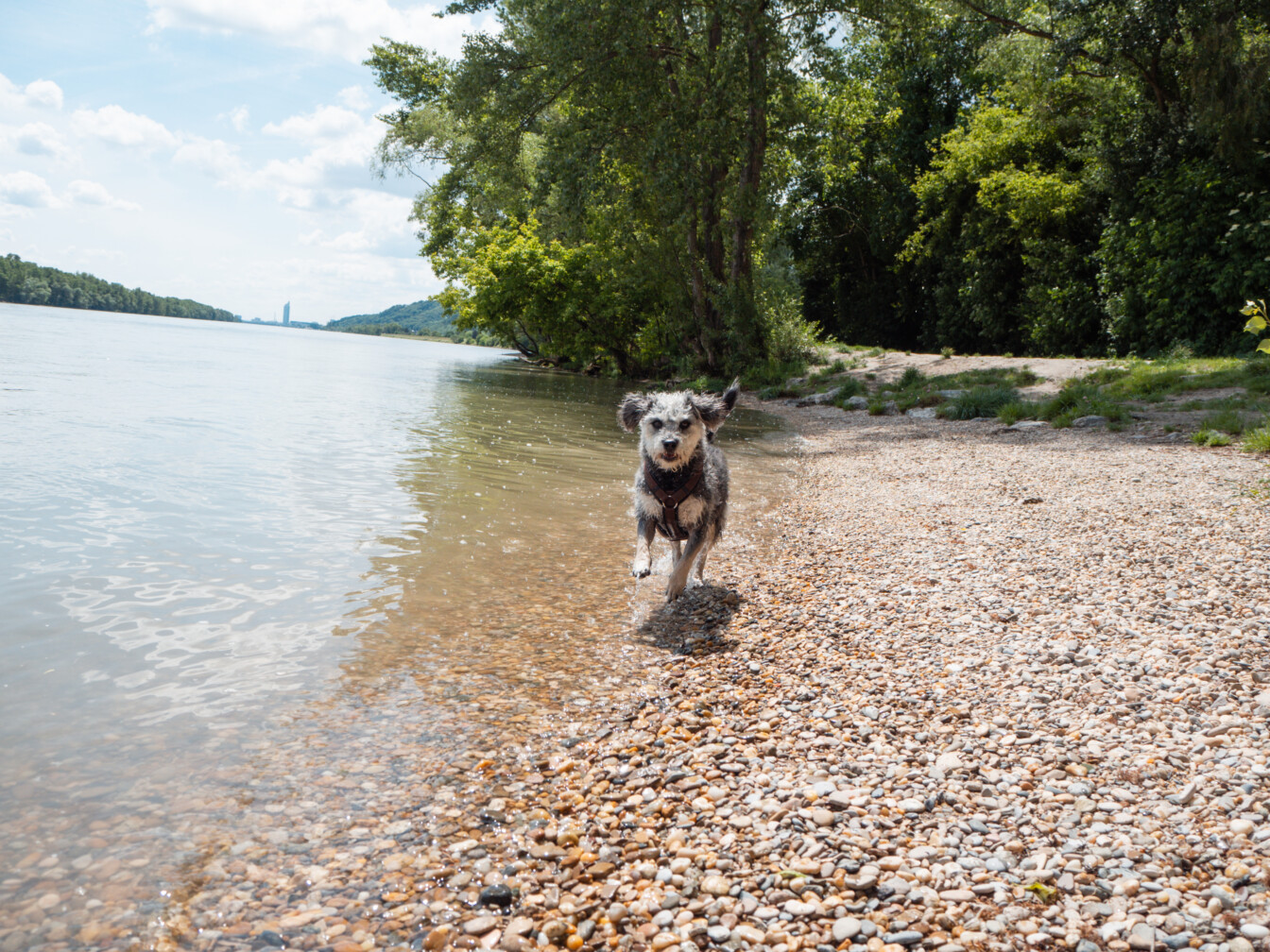 Badestellen Hunde Wien