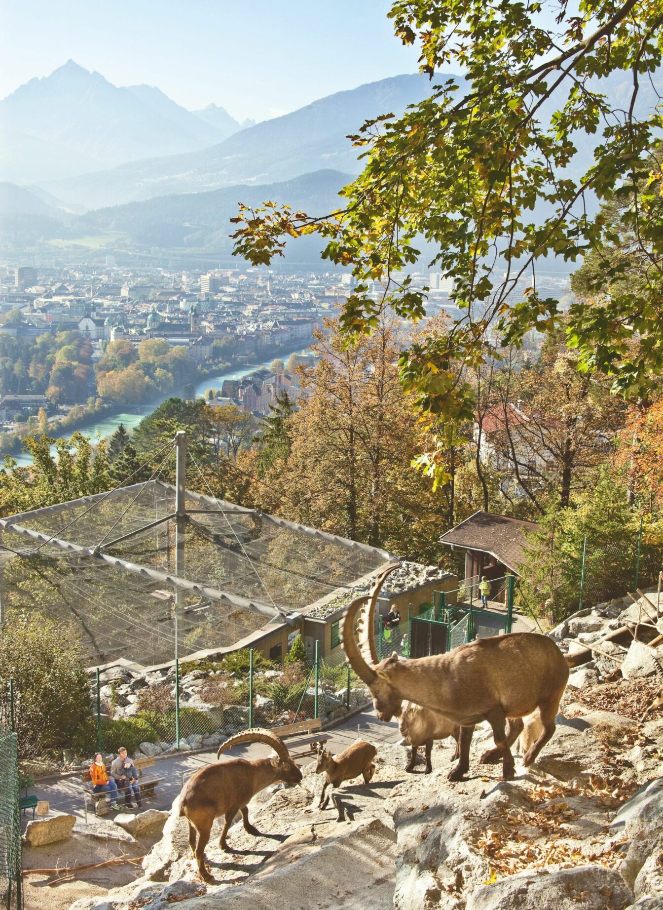 Dieses Bild zeigt eine Aussicht auf die Stadt Innsbruck, umgeben von Bergen im Hintergrund, mit einem sonnigen, klaren Himmel. Im Vordergrund befinden sich mehrere Steinböcke, die auf felsigem Gelände im Alpenzoo Innsbruck stehen. Im Hintergrund sind Teile des Zoos, Besucher auf Bänken und die grünen Bäume in herbstlichen Farben zu sehen. Die Tiere stehen auf einem natürlichen Hang und wirken entspannt in ihrer Umgebung, während man einen weiten Blick über die Stadt und den Fluss genießt, der durch Innsbruck fließt.