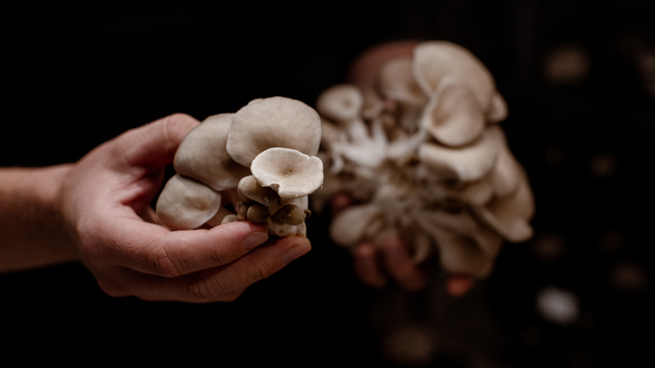 Hut & Stiel Schwammerln