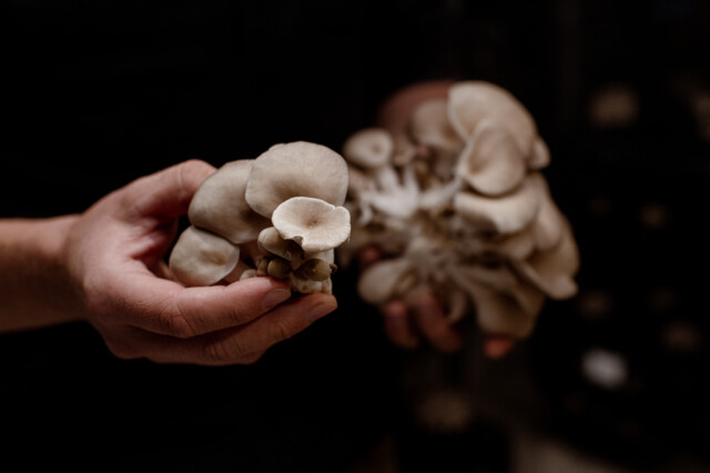 Hut & Stiel Schwammerln