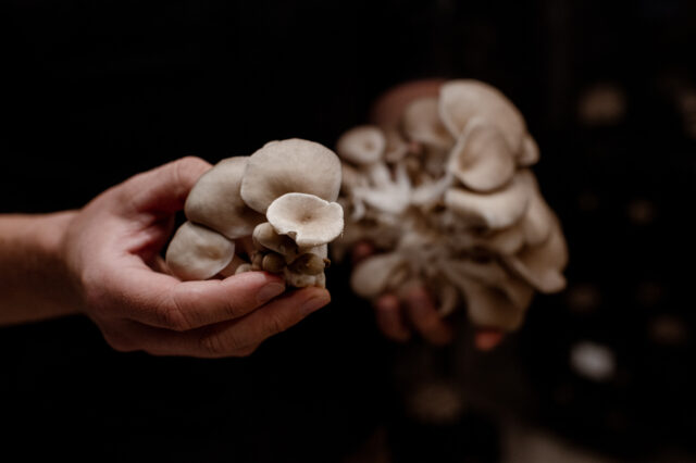 Hut & Stiel Schwammerln