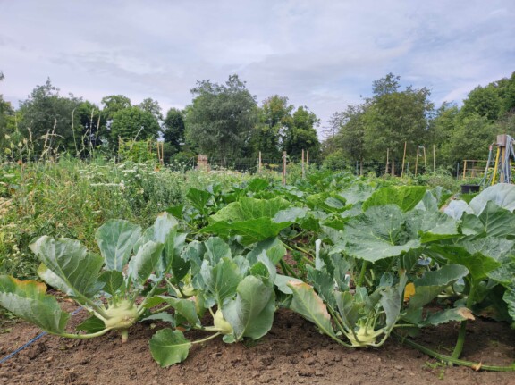 Ackerhelden Zentralfriedhof