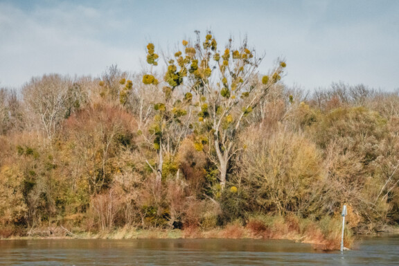 Der Blicka uf die Donau-Auen vom Wasser aus.