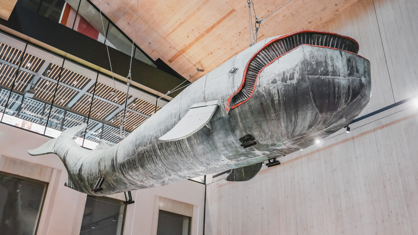Der Wal im neuen Wien Museum