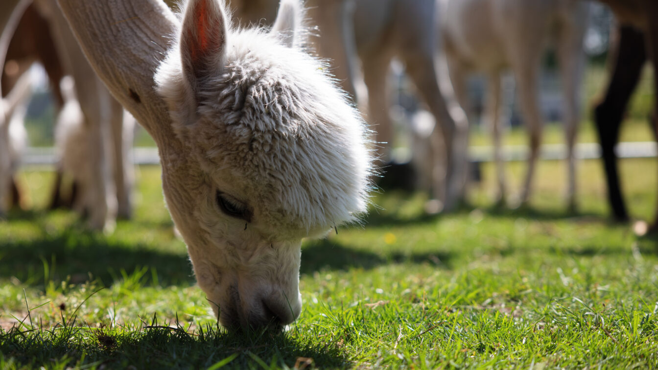 Ein weißes Alpaka grast auf einer grünen Wiese. Im Hintergrund stehen weitere Alpakas, teilweise unscharf, unter blauem Himmel in einer sonnigen Umgebung
