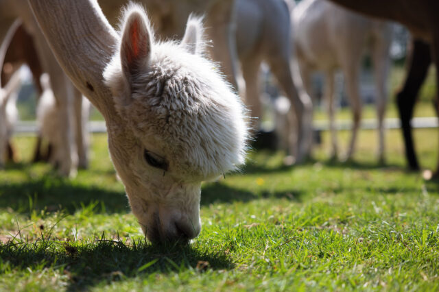 Ein weißes Alpaka grast auf einer grünen Wiese. Im Hintergrund stehen weitere Alpakas, teilweise unscharf, unter blauem Himmel in einer sonnigen Umgebung