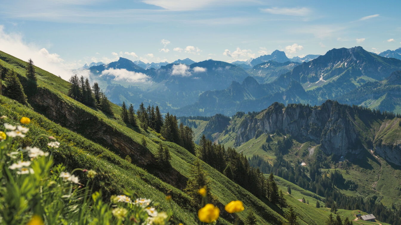 Eine malerische Alpenlandschaft mit grünen Wiesen, blühenden Wildblumen im Vordergrund und einer imposanten Bergkette im Hintergrund. Die sanften Hügel sind mit dichten Nadelwäldern durchzogen, während sich schroffe Felsen und Gipfel in die Ferne erstrecken. Ein kleines Gebäude ist in einem Tal sichtbar. Der Himmel ist blau mit vereinzelten weißen Wolken, die über den Bergen schweben.