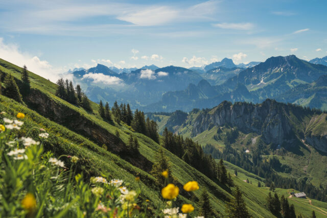 Eine malerische Alpenlandschaft mit grünen Wiesen, blühenden Wildblumen im Vordergrund und einer imposanten Bergkette im Hintergrund. Die sanften Hügel sind mit dichten Nadelwäldern durchzogen, während sich schroffe Felsen und Gipfel in die Ferne erstrecken. Ein kleines Gebäude ist in einem Tal sichtbar. Der Himmel ist blau mit vereinzelten weißen Wolken, die über den Bergen schweben.