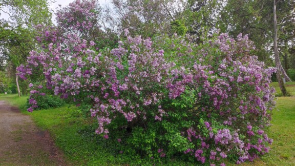 Frühling Wien Fliederblüte