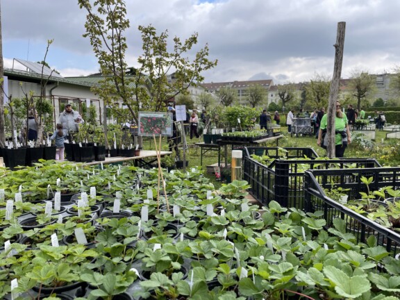Jungpflanzenmarkt City Farm Wien