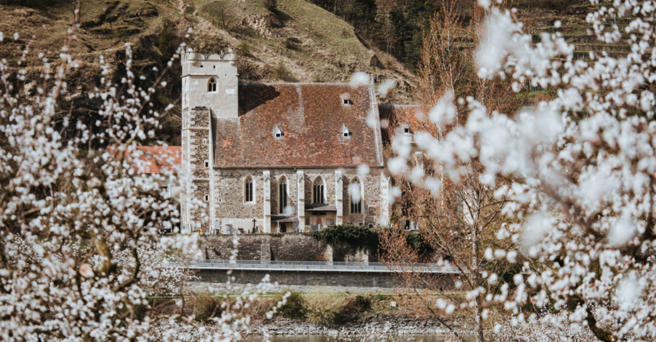 Marillenblüten in der Wachau vor dem Stift Weißenkirchen