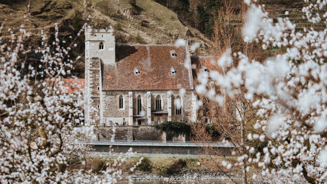 Historische Kirche in der Wachau, umrahmt von blühenden Marillenbäumen. Im Vordergrund strahlen zarte weiße Blüten der Marillenbäume, während im Hintergrund eine malerische Kirche aus Stein mit einem roten Ziegeldach in die idyllische Hügellandschaft der Wachau eingebettet ist. Die Szene wirkt frühlingshaft und romantisch, mit sanften Hügeln und Weinbergen im Hintergrund.